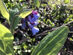 Mertensia virginica