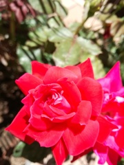 Rosa