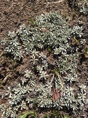 Antennaria rosulata