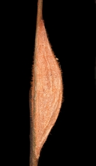 Lasiocampidae