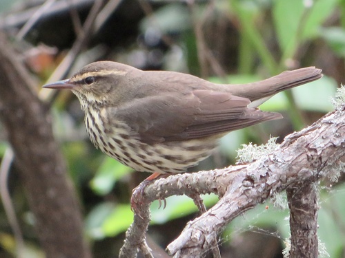Parkesia noveboracensis image