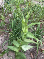 Gloriosa superba