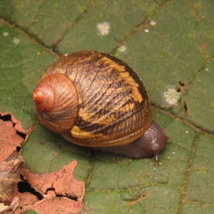 Simpulopsis