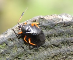 Ectopiocerus anthracinus