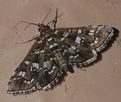 Sameodes iolealis