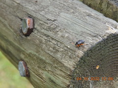 Ectopiocerus anthracinus