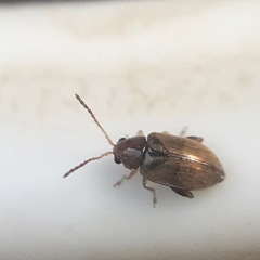 Glyptina