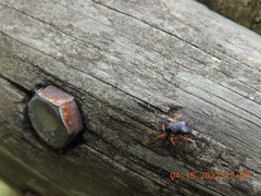 Ectopiocerus anthracinus