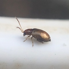 Glyptina