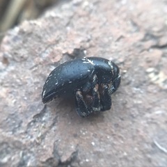 Tyloderma baridium