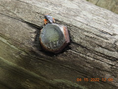 Ectopiocerus anthracinus