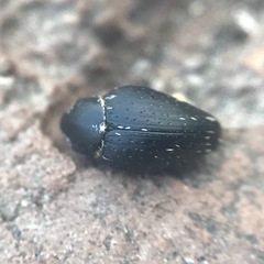 Tyloderma baridium