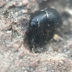 Tyloderma baridium