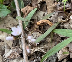 Puccinia mariae-wilsoniae