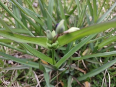 Tradescantia ohiensis