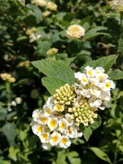 Lantana