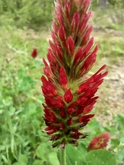 Trifolium incarnatum