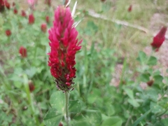 Trifolium incarnatum