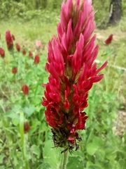 Trifolium incarnatum