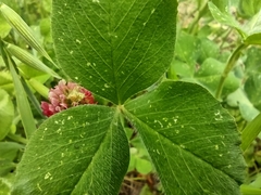 Trifolium incarnatum
