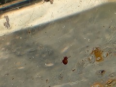 Sminthurinus atrapallidus