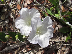 Bonamia grandiflora
