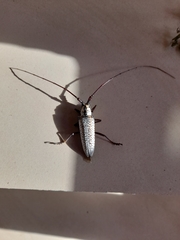 Deliathis quadritaeniator