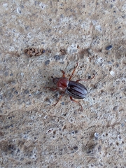 Faula centralis