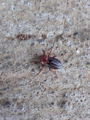 Faula centralis