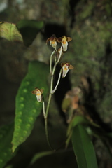 Caucaea radiata