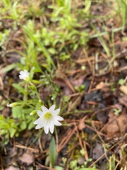 Cerastium velutinum