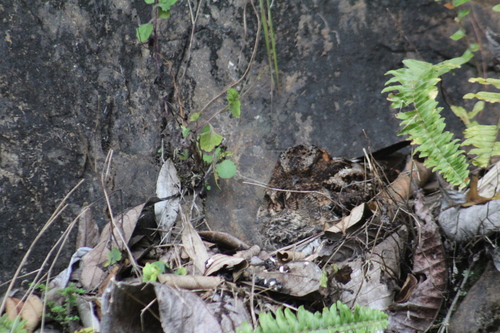 Lyre-tailed Nightjar