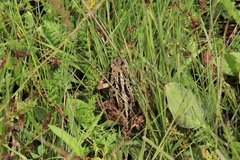 Rana amurensis