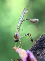 Leptopteromyia americana
