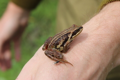 Rana amurensis