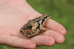 Rana amurensis