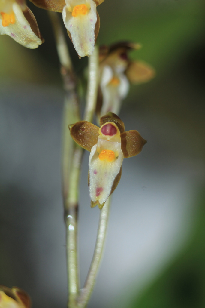 Caucaea radiata