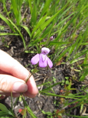 Justicia angusta