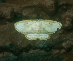 Drapetodes fratercula
