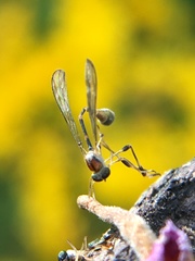 Leptopteromyia americana