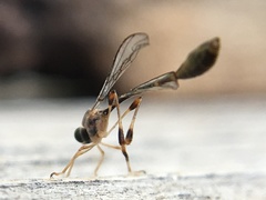 Leptopteromyia americana