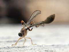 Leptopteromyia americana