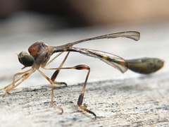 Leptopteromyia americana