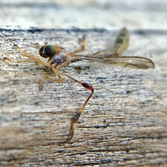 Leptopteromyia americana