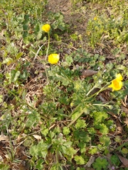 Ranunculus multifidus