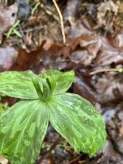 Trillium viride