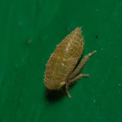 Iassinae