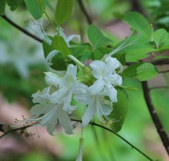 Rhododendron alabamense
