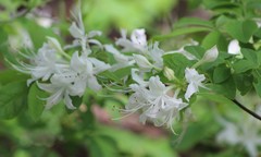 Rhododendron alabamense