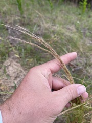 Festuca sciurea